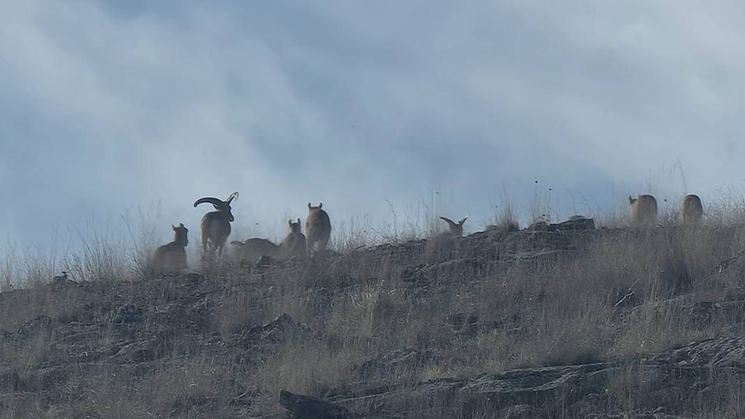 Nesli tehlikedeydi, Konya’da doğaya yeni umut oldular 10